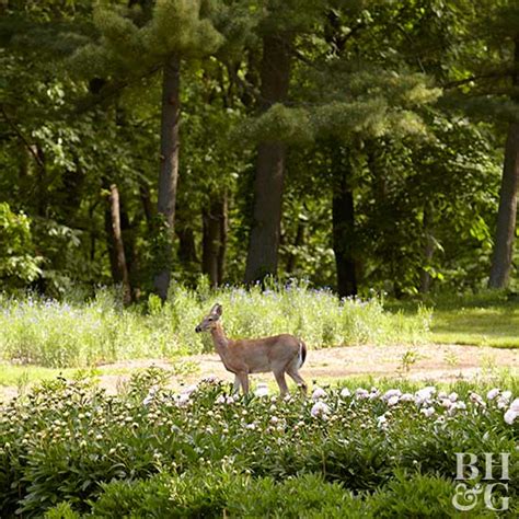 Check spelling or type a new query. How Do I Keep Rabbits from Eating My Plants? | Better ...