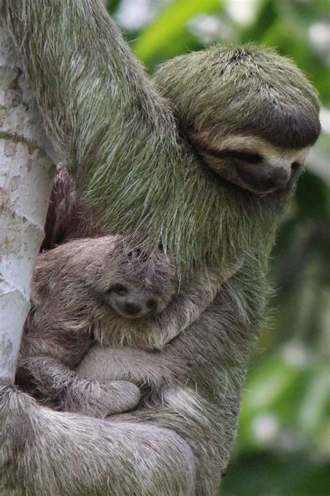 Mom And Baby Sloth Frank Schulz Photography Photography Animals