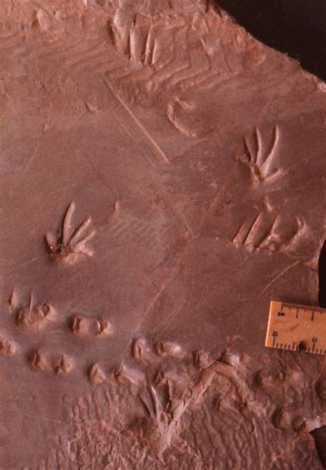 Fossil Tracks And Other Trace Fossils Refute Flood Geology