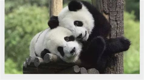 关注一下，大熊猫成实小灰灰 大熊猫园月未来三年的生活哔哩哔哩bilibili