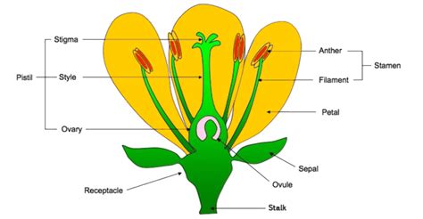 Sketch The Reproductive Parts Of The Flower Flower Information