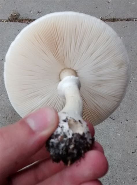 White Mushroom White Spores Leucoagaricus Leucothites Wisconsin Find