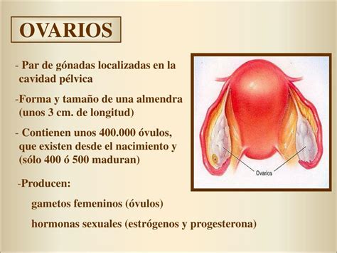 Ppt AnatomÍa Y FisiologÍa Del Aparato Reproductor Femenino Powerpoint