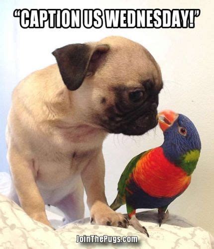 Caption Us Wednesday With Images Pugs Funny Pugs Cute Pugs