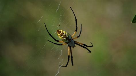 Are Banana Spiders Venomous Facts On The Southern Bug Columbus