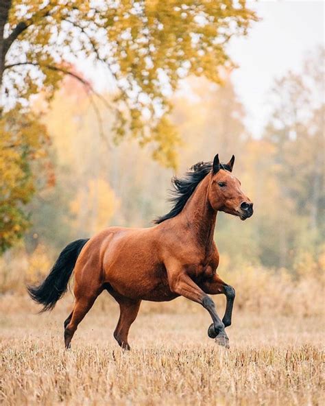 A Brown Horse Running Through A Dry Grass Field