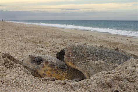 How Sea Turtles Find Their Way Home From Thousands Of Miles Away Cbs News