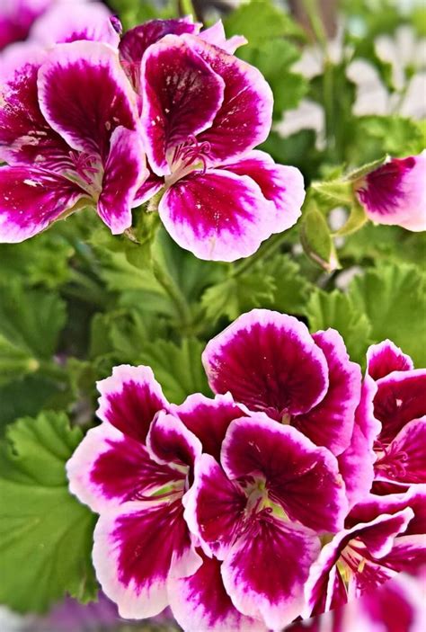 6 Different Types Of Geranium Plants For Container Garden With Pictures