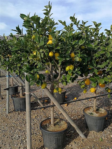Citrus Limon Lemon Tree Thepalmtreecompany