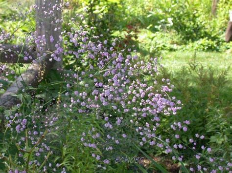 Full size picture of yunnan meadow rue, chinese meadow rue 'hewitt's double' (<i>thalictrum delavayi</i>). PlantFiles Pictures: Yunnan Meadow Rue, Chinese Meadow Rue ...