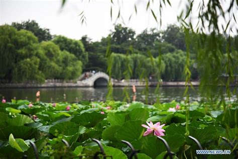 In Pics Lotus Flowers After Rainfall At Daming Lake In Jinan Shandong