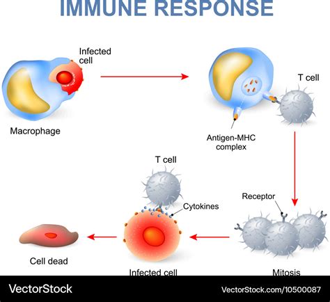 Cell Mediated Immunity Royalty Free Vector Image