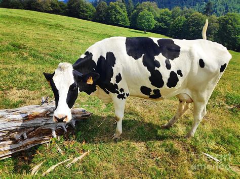 black and white cow spotted on a meadow in the haut rhin region photograph by pis ces pixels