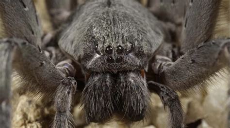 Worlds Oldest Spider Discovered In Australia