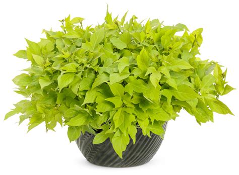 Proven Accents Sweet Caroline Light Green Sweet Potato Vine Plant