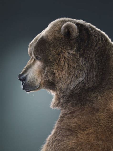 jill greenberg photographed bears in a setting you ve probably never seen before 30 pics