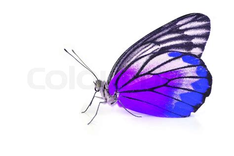 Purple And Blue Butterfly Stock Image Colourbox