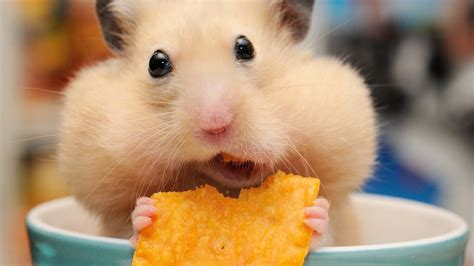 Fotos Hamster Lustige Kartoffelchips Tiere Blick 1920x1080