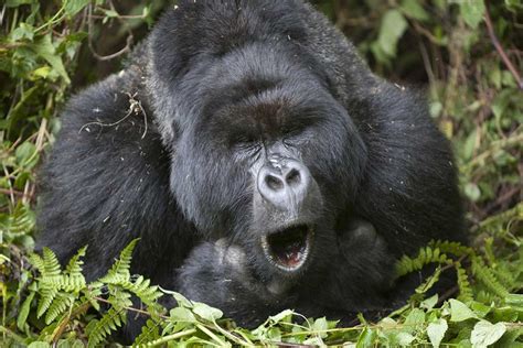 gorillas hum and sing while they eat lifegate