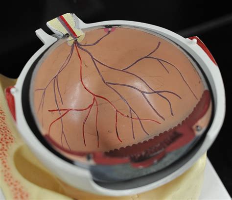 Human Anatomy Lab Eye Models