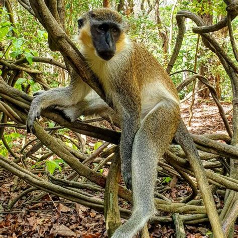 Barbados Green Monkey Stock Photos Pictures And Royalty Free Images Istock