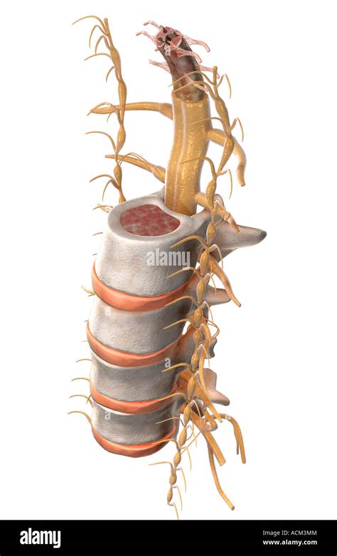 The Spinal Cord Stock Photo Alamy