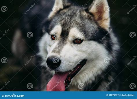 Husky Dog Running Outdoors Entertainment River Young Dog Sitting On