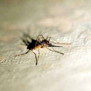 Get info on allstate termite & pest solutions. Pest Control Services | Lexington, Newberry, Batesburg ...