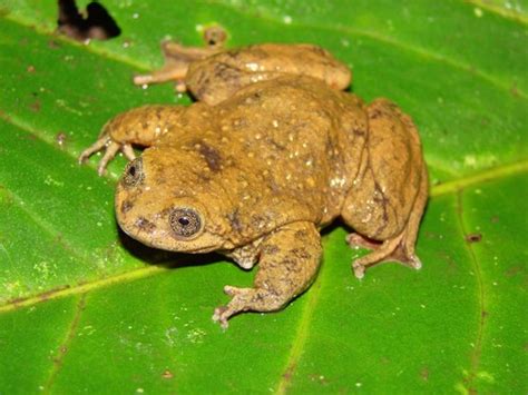 Sehuencas Water Frog Telmatobius Yuracare · Inaturalist