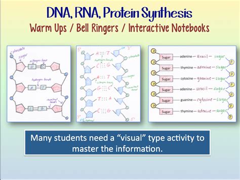 In the rna and protein synthesis gizmo, you will use both dna and rna to construct a protein out of amino acids. Skills Worksheet Dna Rna And Protein Synthesis Crossword ...
