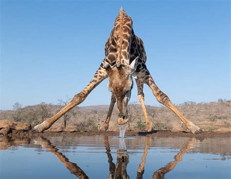 Giraffe Drinking Water Photograph by Bart Michiels | Pixels