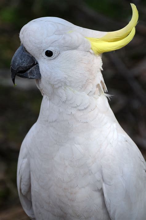 Maybe you would like to learn more about one of these? Australian White Cocktail Parrot | A cockatoo is any of ...