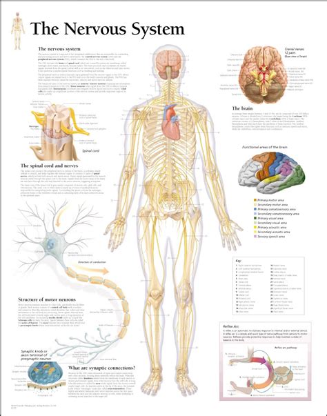 Medical Chart Female Spine Charts And Female Nervous System Charts