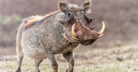 Wild Warthogs Charge At A Crocodile With Their Tusks In Defense Of