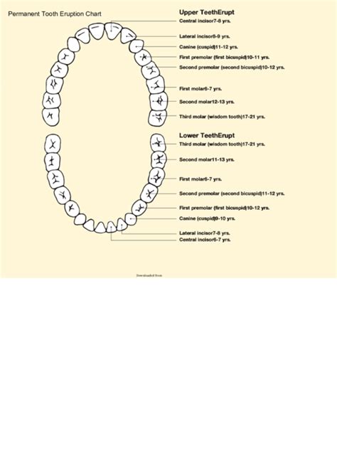 Permanent Tooth Eruption Chart Printable Pdf Download