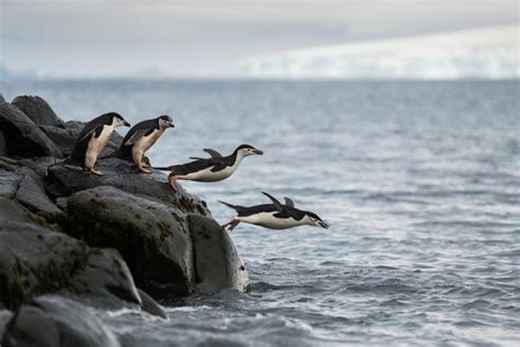 Climate Change Is Decimating Antarctic Chinstrap Penguins