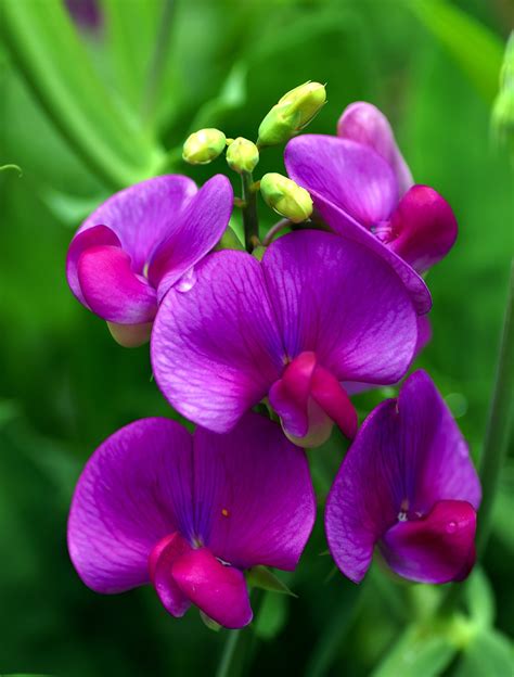 Special Sweet Pea Flowers What Do They Mean