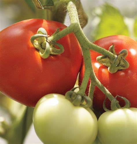 Moneymaker Organic Tomato Seeds West Coast Seeds