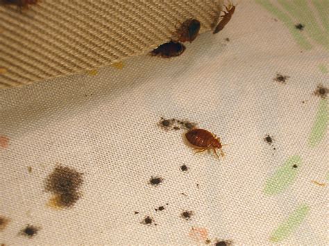 Bed Bugs Disease Outbreak Control Division