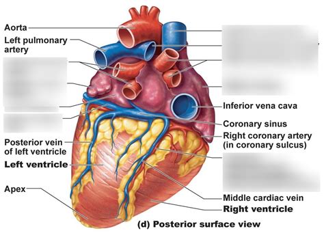 Posterior View Of Heart Diagram Quizlet