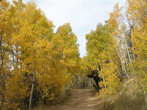 Aspen Trees Fall Colors Where And When To View