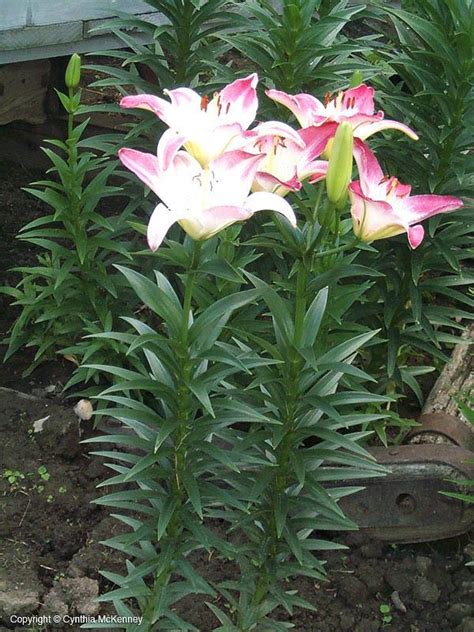 Lily Herbaceous Plant Finder Comprehensive Landscape Plant