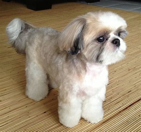 Top 10 Popular Shih Tzu Haircuts (30+ Pictures) | Page 2 of 10 | The Paws
