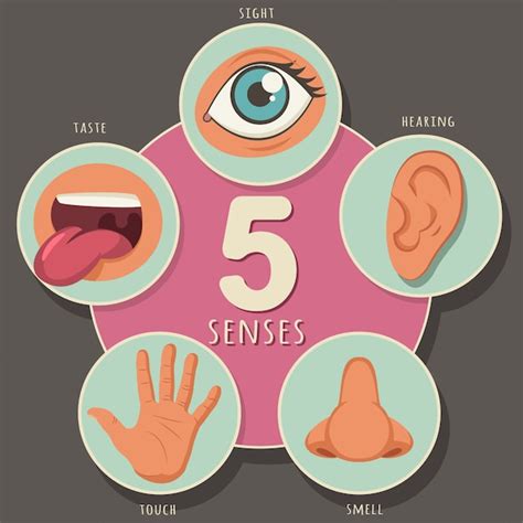 Five Senses Of A Human Sight Hearing Smell Taste And Touch Vector