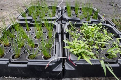 Plant E Plants Generating Electricity Revolution Green