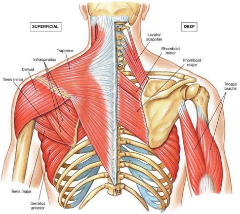 Shoulder And Back Anatomy For Elbow Pain Blog Article Wynn Fitness