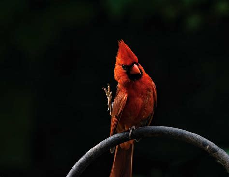 Cardinal Meaning And Symbolism The Ultimate Guide