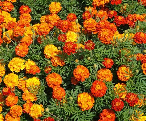 If you dry out the flower, the dried plant should be used within twelve months for their best. Petite Mix, Marigold Seeds | Marigold | Easy to grow ...