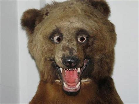 Taxidermy Fails Are What Nightmares Are Made Of 18 Pics
