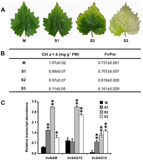 A Stages Of Leaf Senescence M Mature Green Leaf S1 S2 And S3